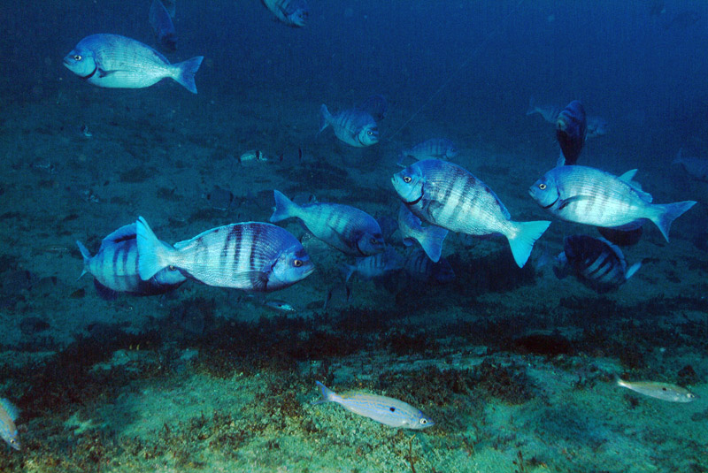 Continua la riproduzione di Spondyliosoma cantharus